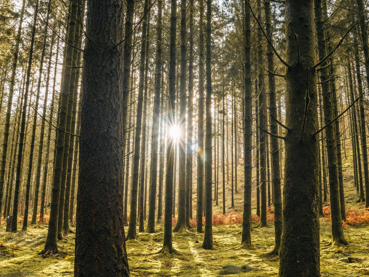 Why are our trees moving&nbsp;north?